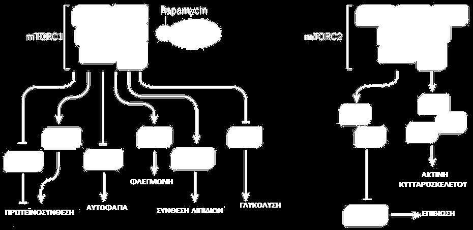 τις πρωτεΐνες που τα αποτελούν και