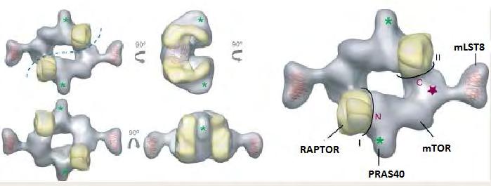 mtorc1 εικ.4 Σύμπλοκο mtorc1, Απεικόνιση από ηλεκτρονικό μικροσκόπιο. Η γραμμή της κλίμακας αντιπροσωπεύει τα 50nm (Yip et al, 2010) εικ.