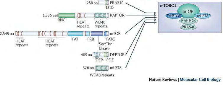 ΔΟΜΗ mtorc1 εικ.6 Σύμπλοκο mtorc1. Δομή, σύνθεση και αριθμός αμινοξέων των επιμέρους πρωτεϊνών PRAS40, RAPTOR, DEPTOR και mlst8 που απαρτίζουν το σύμπλοκο.