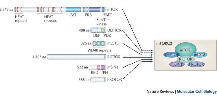 mtorc2 εικ.7 Σύμπλοκο mtorc2. Δομή, σύνθεση και αριθμός αμινοξέων των επιμέρους πρωτεϊνών PRAS40, RAPTOR, DEPTOR και mlst8 που απαρτίζουν το σύμπλοκο.