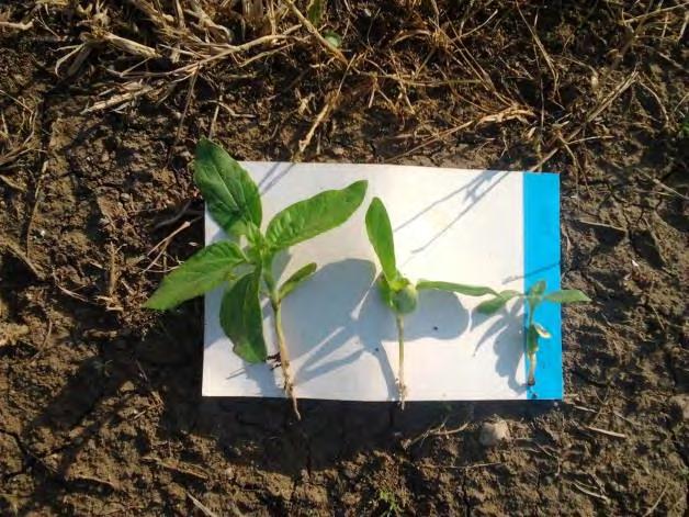 223 Εικόνα 22: Φυτά ηλίανθου σε διαφορετικό στάδιο ανάπτυξης με ταυτόχρονη χρονική παρουσία στον πειραματικό αγρό. 4.8.Αποτελέσματα αντίστασης στην διείσδυση Εαρινής Περιόδου 4.8.1.