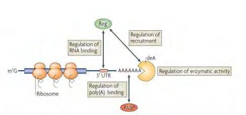 μεταφραζόμενα mrna πρέπει να προστατεύονται από την αφαίρεση της πολυ(a) ουράς, ενώ μη σταθερά ή προβληματικά mrna πρέπει να αποαδενυλιώνονται και να αποικοδομούνται [24,25].