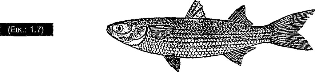 ΕΙΔΟΣ : Mugil cephalus (Linnaeus, 1758) ΚΟΙΝΗ ΟΝΟΜΑΣΙΑ : ΚέφαΑo c. μπάφα. σ τεφ ά δι ΒΙΟΛΟΓΙΑ Ζ ει σε βάθη μέχρι 365 πι. Είναι ευρύθερμο και ευρύαλο. Το μήκος του φτάνει τα 70 απ.