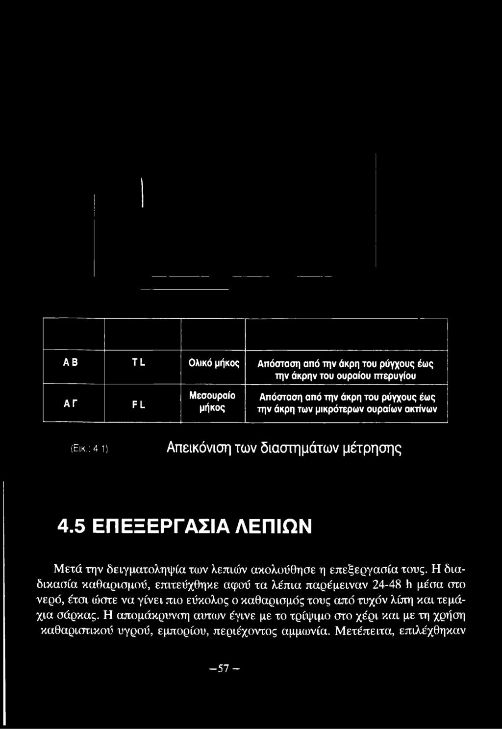 μικρότερων ουραίων αισίνων (Εικ.: 4 1) Απεικόνιση των διαστημάτων μέτρησης 4.