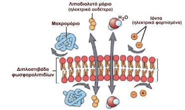5 Η διπλανι εικόνα δείχνει οτι ζνα μακρομόριο και ιόντα φορτιςμζνα κετικά ι αρνθτικά δεν μποροφν να διαπεράςουν τθν διπλοςτοιβάδα των φωςφωρολιπιδίων ενϊ θλεκτρικά ουδζτερα μόρια, λιποδιαλυτά μόρια