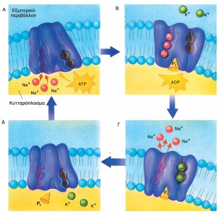 9 ΕΝΟΣΗΣΑ 4: ΚΤΣΣΑΡΙΚΗ ΟΡΓΑΝΩΗ 4.6 ΕΝΕΡΓΗΣΙΚΗ ΜΕΣΑΦΟΡΑ Κάποιεσ φορζσ τα κφτταρα μεταφζρουν ουςίεσ με κατανάλωςθ ενζργειασ.