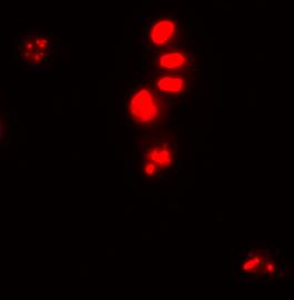 Living cells Apoptotic cells Κατακερματισμένο DNA