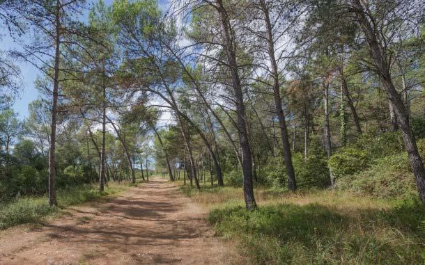 Οδηγίες για Διαχειριστές Γης Πλαίσιο για τις ΔΑΣΙΚΕΣ ΠΥΡΚΑΓΙΕΣ Αρχή 2: Η ύπαρξη μεγάλης ποικιλίας φυτικών ειδών μειώνει