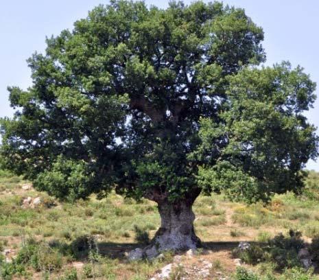 αφαίρεσης των φυτικών ειδών που επιβιώνουν μετά από φωτιά Φύτεμα φυτικών ειδών που επιβιώνουν μετά από φωτιά σε