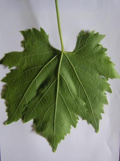Αναπτυγμένα φύλλα πενταγωνικού σχήματος με πέντε λοβούς.