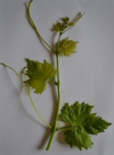 Αναπτυγμένα φύλλα νεφρόσχημου σχήματος με πέντε λοβούς.