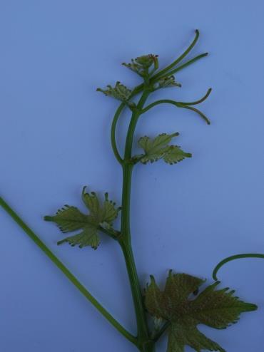 με βαμβακοϋφη χνοασμό και Νέα φύλλα πράσινα, καλυπτόμενα από βαμβακοϋφη νεύρων στην κάτω επιφάνεια του φύλλου.