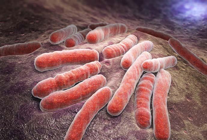 Μυκοβακτηρίδια ιάδοση και απολύµανση Mycobacterium terrae