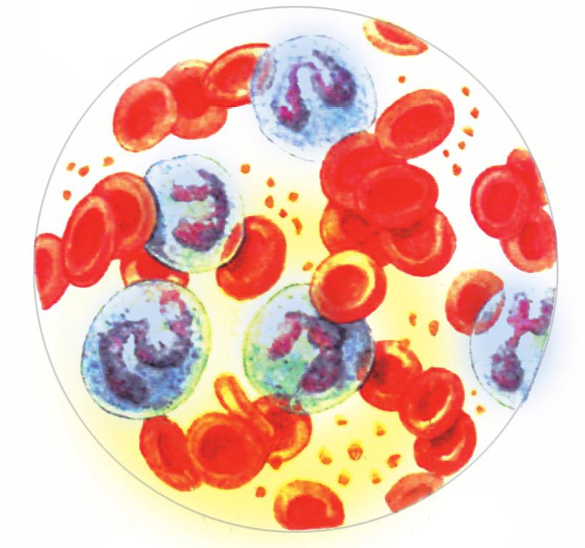 ερυθρά αιμοσφαίρια λευκά αιμοσφαίρια αιμοπετάλια εικ. 1.