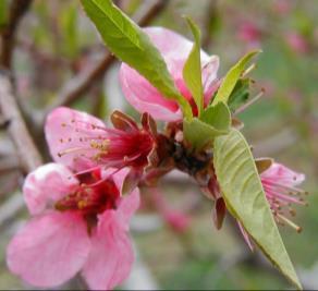 amygdalus Batsch)