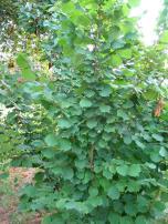 49 Φουντουκιά (Corylus avelana) Α Γ Β Δ Οικογ.