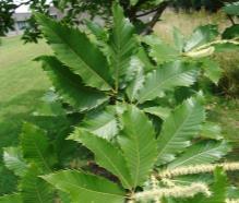 Fagaceae που καλλιεργούνται για την ξυλεία ή/και για τον καρπό