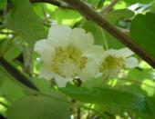 Actinidia Lindl Ακτινίδιο