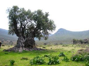 τους γένους Olea Από αυτά μόνο η Ευρωπαϊκή