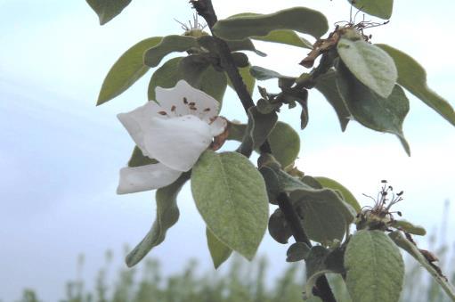 19 ΚΥΔΩΝΙΑ 20 ΠΥΡΗΝΟΚΑΡΠΑ ΤΑΞΗ: Rosales ΟΙΚΟΓΕΝΕΙΑ: Roseceae ΥΠΟΟΙΚΟΓΕΝΕΙΑ: Pomoideae ΓΕΝΟΣ: Prunus ΓΕΝΟΣ Prunus Amygdalus