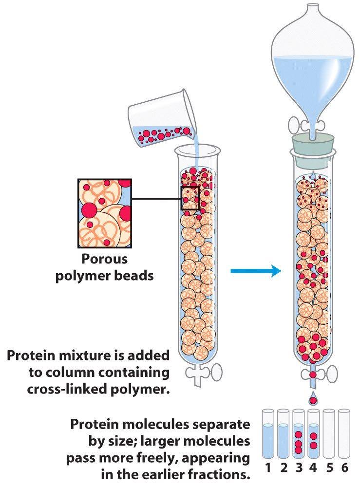 Χρωματογραφία μοριακής διήθησης Διαχωρίζει βάση του μεγέθους των μακρομορίων Ξεπλένοντας με ρυθμιστικό δ/μα: Τα μικρά μόρια εισέρχονται στα σφαιρίδια Τα μεγάλα μετακινούνται μεταξύ των σφαιριδίων