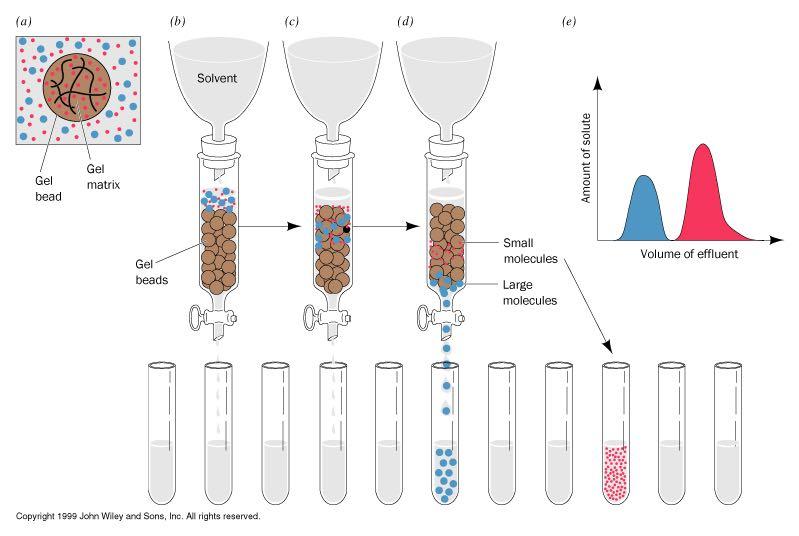 Χρωματογραφία μοριακής διήθησης Σφαιρίδια Μήτρα Σφαιρίδια Μικρά μόρια Μεγάλα μόρια Σχηματικό