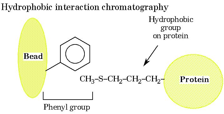 Χρωματογραφία υδροφοβικών αλληλεπιδράσεων Υδροφοβική ομάδα στην πρωτεΐνη Πρωτεΐνη Φαινολική ομάδα Οι πρωτεΐνες περιέχουν υδρόφοβες πλευρικές αλυσίδες αμινοξέων, μερικές από τις οποίες εκτίθενται στην