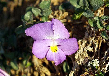 Φωτογραφικό Υλικό Potentilla deorum