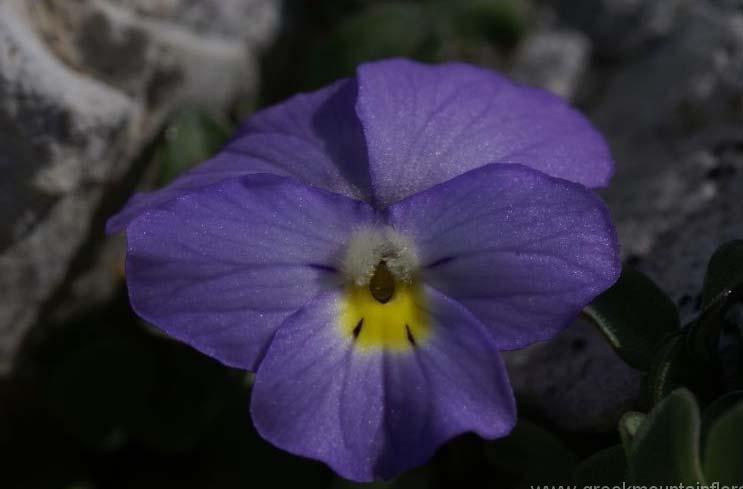 Viola striis - notata (J.