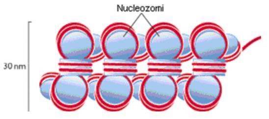 3.3.3 Nivelele de organizare ale cromatinei Elementul structural de bază al cromatinei este nucleozomul care este format dintr-un octamer histonic central şi o histonă de legătură (linker).