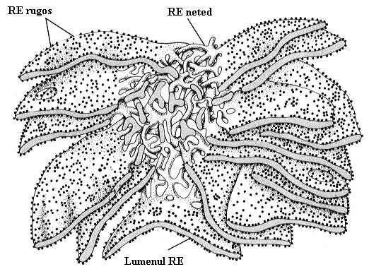 Schema şi microfotografia reticulului endoplasmatic Membranele RE au o organizare moleculară similară altor membrane (bistrat lipidic, proteine, hidraţi de carbon).