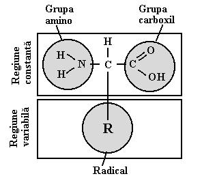 Monomerii moleculelor proteice sunt aminoacizii.