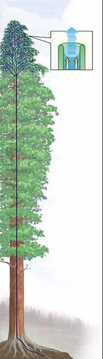 ΦΡΟΝΤΙΣΤΗΡΙΑΚΑ ΜΑΘΗΜΑΤΑ ΦΥΣΙΚΗΣ Π.Φ. ΜΟΙΡΑ 6932 946778 www.pmias.weebly.cm ΑΣΚΗΣΗ 2 Ένας τύπος δένδρου της οικογενείας Σεκόγια φτάνει σε ύψος 120 m.