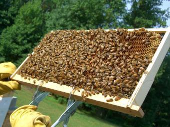 Σήμερα οι μελισσοκόμοι μεταφέρουν τις κυψέλες τους ανάλογα με την