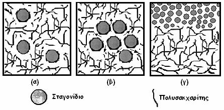 πολυσακχαρίτη µπορεί να οδηγήσει στο σχηµατισµό πηκτής (Σχήµα 5β) και σε πλήρη ακινητοποίηση των σταγονιδίων.