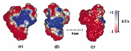 (Weinbreck et al, 2003). Στα συστήµατα αυτά η µέγιστη καταβύθιση της πρωτεΐνης παρατηρείται σε τιµές pη κοντά στο 4, λόγω των ισχυρότερων αλληλεπιδράσεων µεταξύ των βιοπολυµερικών µορίων.