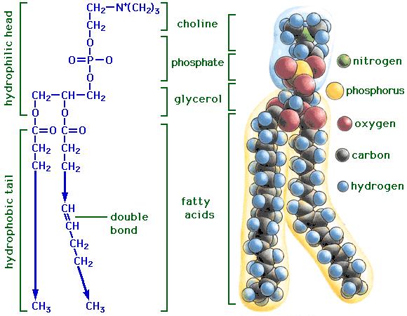 Εικόνα 2: οµήφωσφολιπιδίου (WebsiteofDavidP. ChynowethMSPH, PhD) (2) 1.4 Διπλοστοιβάδες λιπιδίων Η διπλοστοιβάδα λιπιδίου είναι μια λεπτή μεμβράνη φτιαγμένη από δύο στρώματα μορίων λιπιδίου.