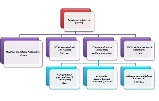 1.6.1.1 Πολυστοιβαδιακά λιποσώματα (Multilamellar Vesicles, MLVs) Τα MLV λιποσώματα αποτελούνται από έναν μεγάλο αριθμό παράλληλων,ομόκεντρων φωσφολιπιδικών διπλοστοιβάδων.