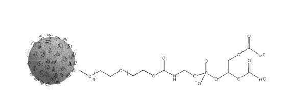 Εικόνα 8: Απεικόνιση stealth λιποσωμάτων(biotencheminano) Τα λιποσώματα αυτά ονομάζονται επίσης stealth ή στερεοχημικώςσταθεροποιημένα (ss).