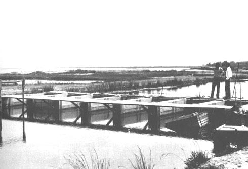 ΚΕΦΑΛΑΙΟ 2 Ο - Λιµνοθάλασσες (Vallicoltura moderna) 72 Οι πόρτες (locks) αυτές, είναι κατασκευασµένες από σειρές επιµηκών τσιµεντένιων τοίχων µε αυλακιές στις άκρες τους και το µέσον τους.