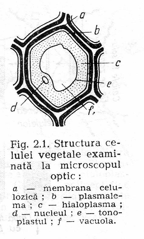 fibrele lemnoase şi în traheidele coniferelor). În spaţiile intermicelare pătrund numai molecule de apă şi substanţe dizolvate în apă.