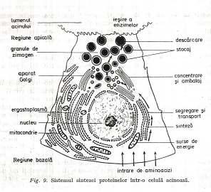 2 Structurile funcţionale ale celulei animale sistemul de membrane, matricea omogena, granulele refrigente, Desen celula animala: structuri si functii) partea 2 Sistemul sintezei proteinelor într-o