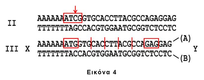 Άρα το 6 o αµινοξύ της πρωτεΐνης στην πραγµατικότητα αντιστοιχεί στο 7 ο κωδικόνιο του mrna και κατ επέκταση και της κωδικής αλυσίδας του DNA.