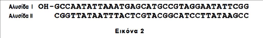 ΑΠΟ 18/12/2016 ΕΩΣ 05/01/2017 2η ΕΞΕΤΑΣΤΙΚΗ ΠΕΡΙΟΔΟΣ Να εντοπίσετε την κωδική αλυσίδα του γονιδίου της Εικόνας 2.