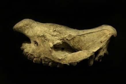Ειδικά χαρακτηριστικά Ο µαύρος ρινόκερος ανήκει µαζί µε τον λευκό ρινόκερο (Ceratotherium simum) στους ρινόκερους µε δύο κέρατα.