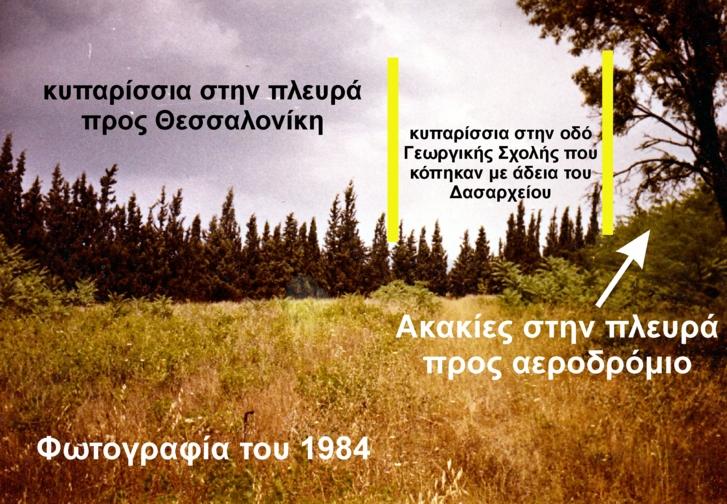 Ευστράτιο Αμπαζά, πριν από πενήντα επτά -57- έτη, άνω των εξήντα επτά (67) αιωνόβιων κυπαρισσιών της ποικιλίας Cypressus sempervirens, σε σειρά το ένα δίπλα στο άλλο,