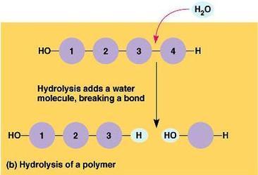 Υδρόλυση Η υδρόλυση αποτελεί το βασικό χημικό μηχανισμό διάσπασης των πολυμερών ενώσεων, δηλαδή των μακρομορίων στα μονομερή τους. Ο μηχανισμός είναι ο εξής: 1.