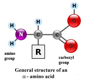 Δομή αμινοξέος To μόριο του αμινοξέος αποτελείται από δύο τμήματα, ένα σταθερό και ένα μεταβλητό.