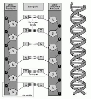 H δομή του DNA Τα βασικά χαρακτηριστικά του DNA σύμφωνα με το μοντέλο της διπλής έλικας είναι τα εξής: 1. Αποτελείται από δύο πολυνουκλεοτιδικές αλυσίδες, τους κλώνους, που σχηματίζουν διπλή έλικα. 2.