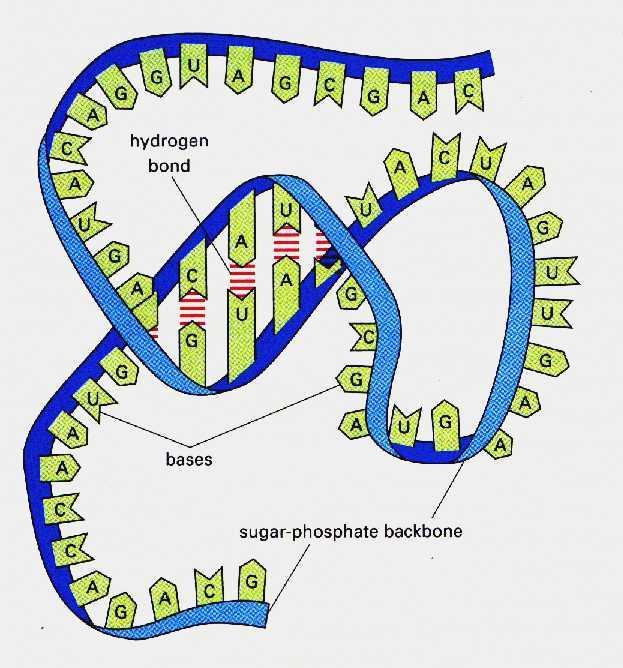 H δομή του RNA Τα βασικά χαρακτηριστικά του RNA είναι τα εξής: 1.